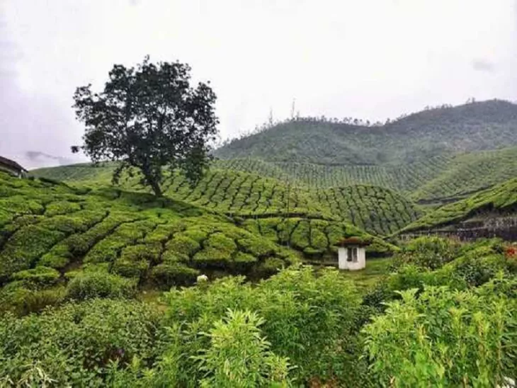 Kerala Munnar Adventure Tour: A Memorable Culinary Adventure Across Kerala Tea Plantations