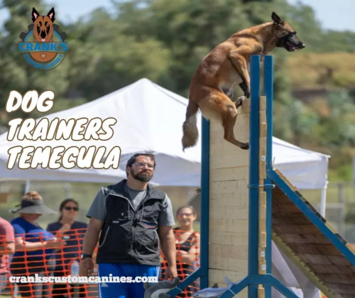Dog Trainers Temecula