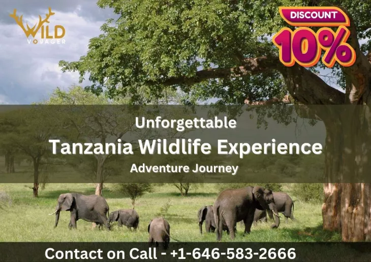 Tanzania Wildlife Experience 
