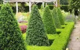 Topiary plants nursery in UK